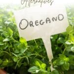 A close-up photo of a sprig of fresh oregano leaves.