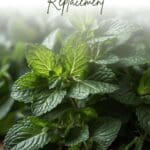 Close-up photo of a bunch of mint leaves on a wooden table.