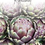 A close-up photo of an artichoke.