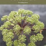 Close-up photo of a cluster of angelica flowers.
