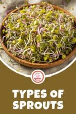 Sprout Styles 20 Best Types Of Sprouts (And How to Use Them!)