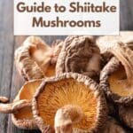 A close-up photo of a pile of shiitake mushrooms.